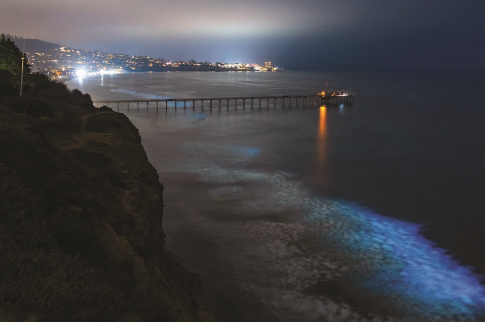 Red tide bioluminescence in La Jolla
